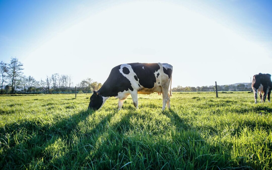 Enfriar bien y rápidamente para preservar la calidad de la leche